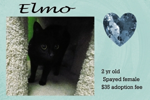 . Elmo .