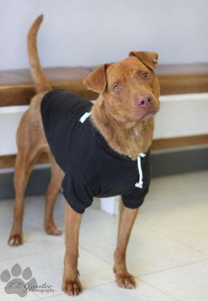 . Vizsla mix .