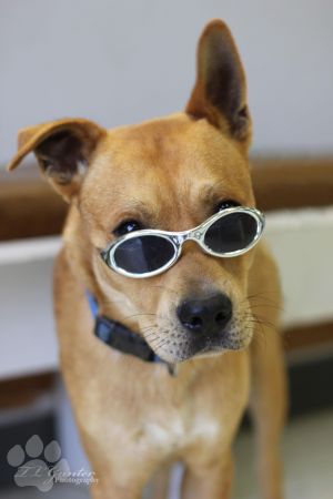 . Scooby .