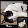 Murphy