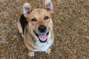 . Laura - partially sponsored adoption fee! .