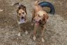 . Laura - partially sponsored adoption fee! .