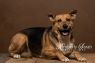 . Laura - partially sponsored adoption fee! .