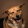 . Laura - partially sponsored adoption fee! .