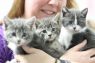 KITTENS! KITTENS! KITTENS!