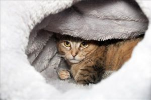 . Barn Cat Lynsay .