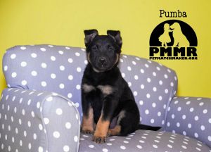 . Pumba .