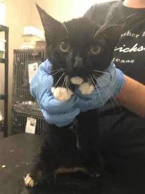 . Dos' (Tuxedo 2) .