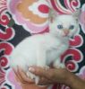 . Sugar .