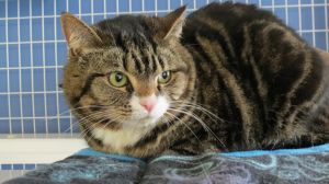 . Tabby .