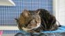 . Tabby .
