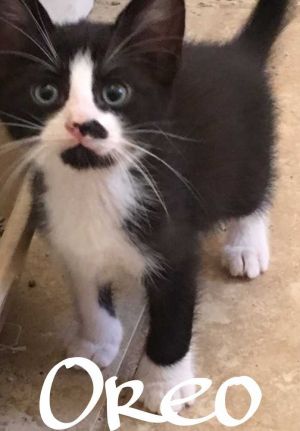 . Oreo .