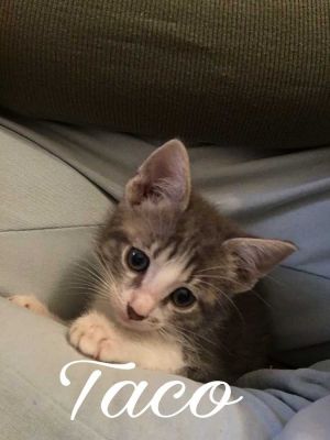 . Taco .