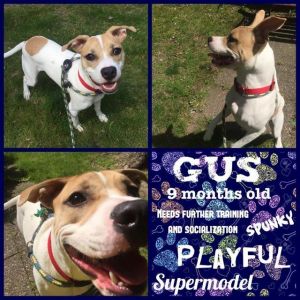 . Gus .