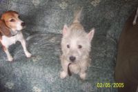 Princess Daisy - West Highland White Terrier Westie