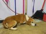 Opie