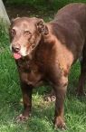 . Hershey #31 .