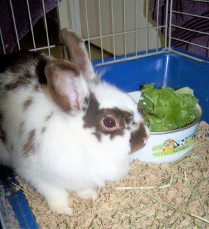 . Rabbit Downey Jr. .