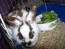 . Rabbit Downey Jr. .