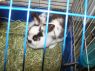 . Rabbit Downey Jr. .