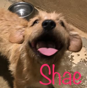 . Shae .