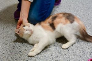. Furonica - $1.30 Adoption Fee in June .