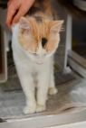 . Furonica - $1.30 Adoption Fee in June .