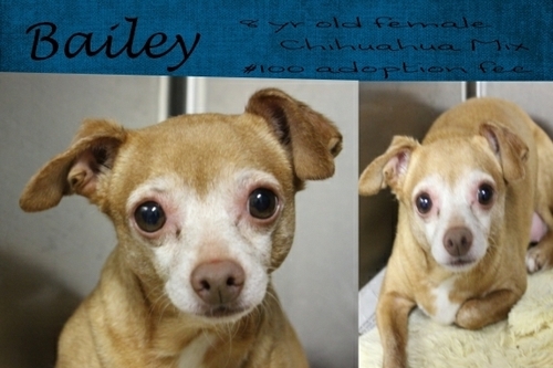 . Bailey .