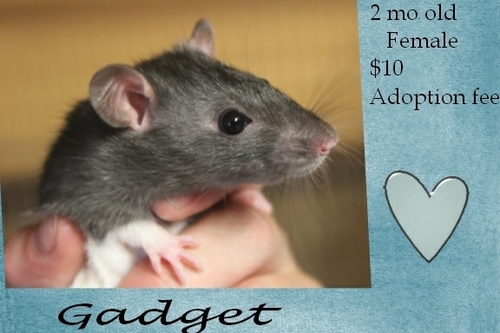 . Gadget .