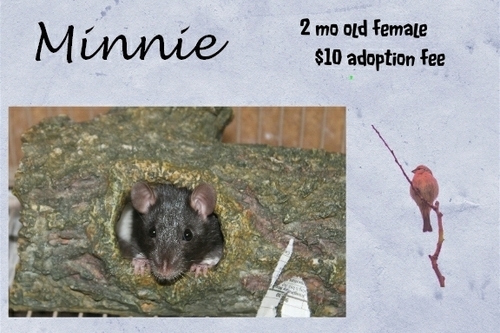 . Minnie .