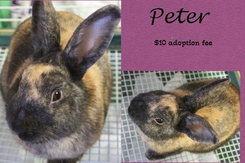 . Peter .