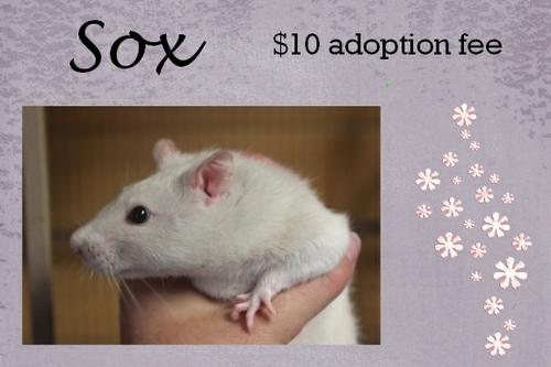 . Sox .
