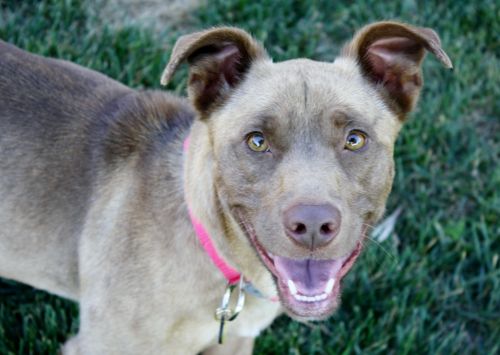 . Elliott - 29 lbs! Low rider! GREAT dog! Read my bio! .