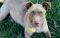 . Elliott - 29 lbs! Low rider! GREAT dog! Read my bio! .