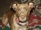 . Elliott - 29 lbs! Low rider! GREAT dog! Read my bio! .