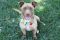 . Elliott - 29 lbs! Low rider! GREAT dog! Read my bio! .