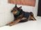 . Kojack--A Sponsor is Covering my Adoption Fee! .
