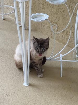 . Whiskers/Courtesy Post .