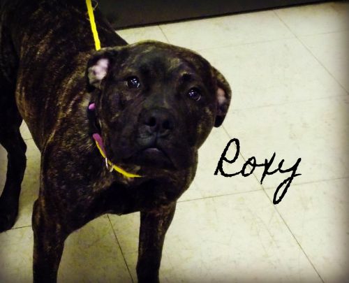 . Roxy .