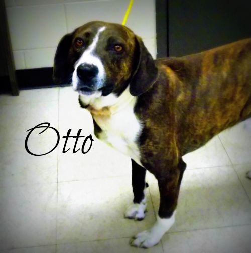 . Otto .