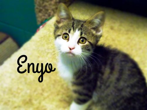 . Enyo .