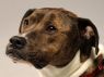 Buie - FREE TO ADOPT!