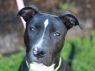 Marina - MEET ME @ PETCO 7.1.17!