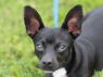 Louise - MEET ME @ PETCO 7.1.17!