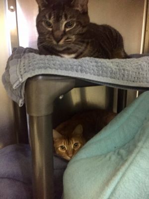 . Athena and Blaze- Double the love! .