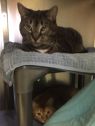 . Athena and Blaze- Double the love! .