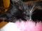 . Blackie .