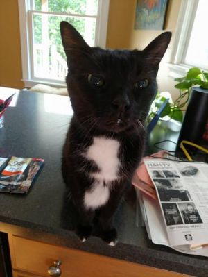 . Sparkie (declawed) .