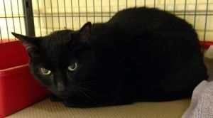 . Blacky .