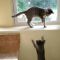 . Kenji (and Keiko) .